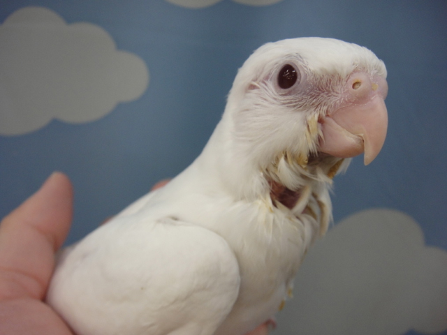 131207 オカメインコ・ヤマネ・マウス・ハムスター_f0189122_13385966.jpg