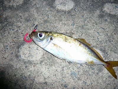 アジング In 神戸空港 Fishing Riding アジング In 神戸空港 Fishing Riding