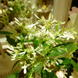e0042839_0335491.jpg