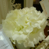 e0042839_03411.jpg