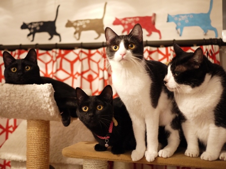 お目目しゃきぃーん猫 空ぎゃぉすてぃぁらみるきぃ編。_a0143140_21185522.jpg