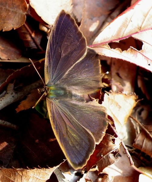 ムラサキツバメシジミ 今朝、生還を確認しました。_d0254540_180212.jpg