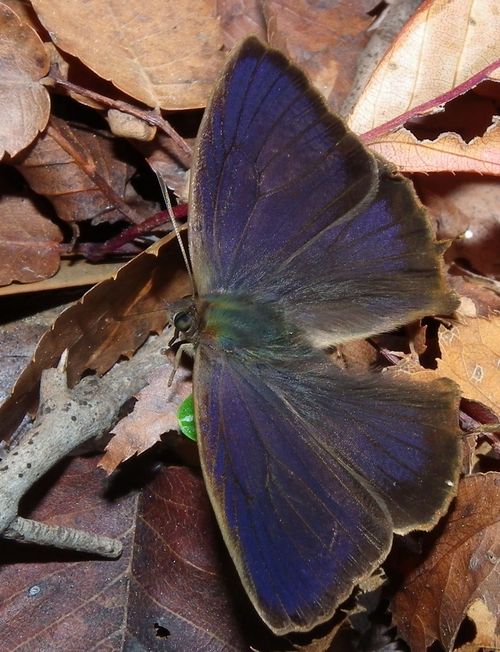 ムラサキツバメシジミ 今朝、生還を確認しました。_d0254540_1842376.jpg