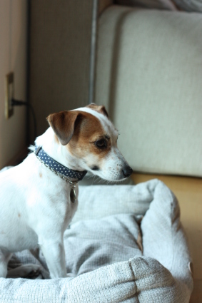 手づくりクロワッサン _f0199750_11394484.jpg