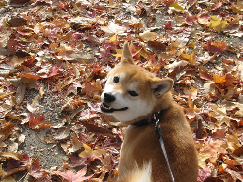 順応しちゃった　柴犬_f0245650_11262867.jpg