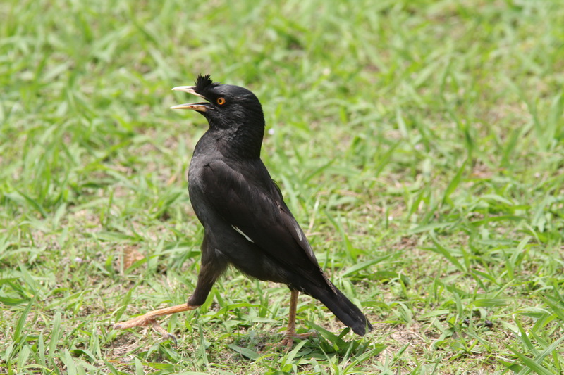 黒い鳥 野鳥中心のブログです 山本