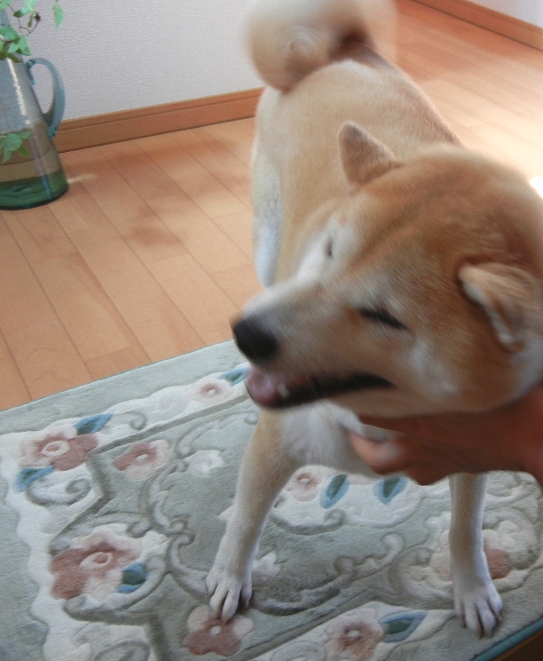 ’13,12,7(土)亀田病院はクリスマスバージョン!_f0060461_1344387.jpg