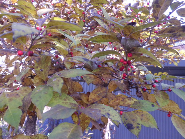 d0233866_915930.jpg