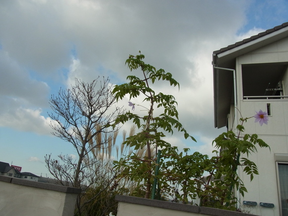 b0194267_15543921.jpg