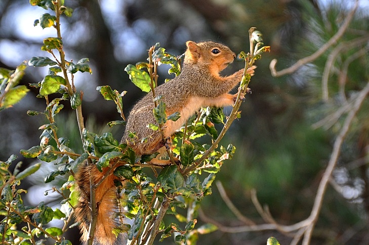 Morning sky & Squirrel_a0126969_7273835.jpg