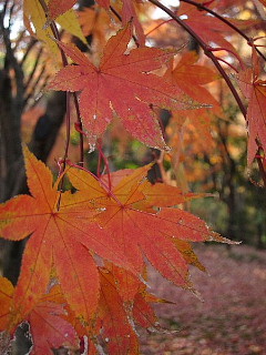 またまた、テンで話にならない話。_b0141773_23463061.jpg
