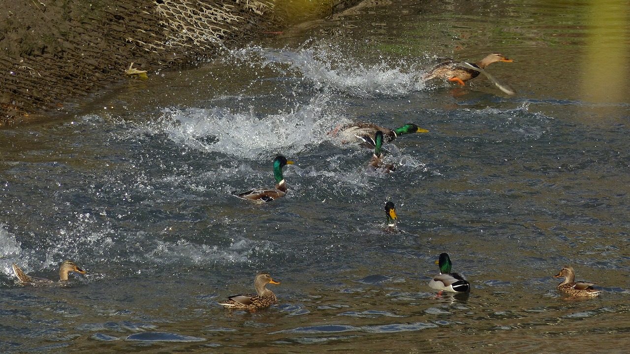 a0185081_1461518.jpg