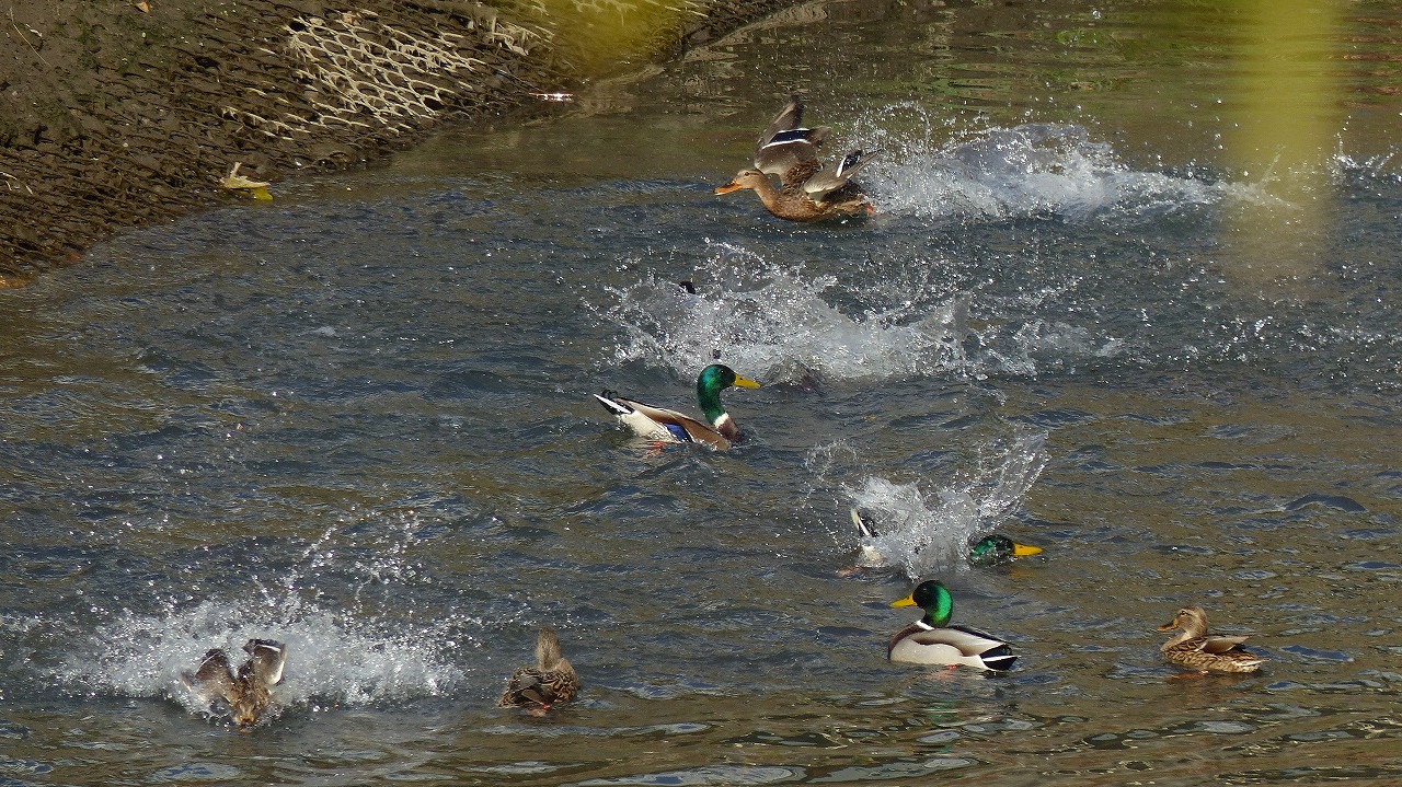 a0185081_1462725.jpg