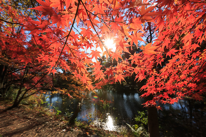 紅葉の京都府立植物園へ_f0224083_2311170.jpg