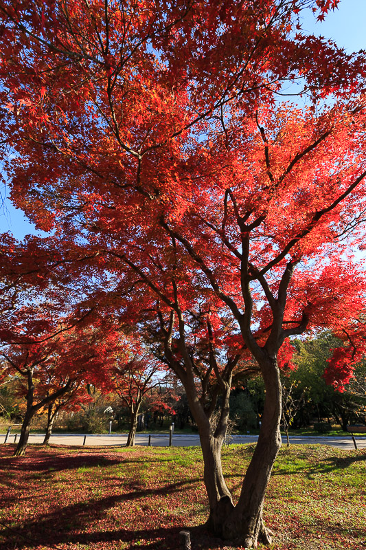 紅葉の京都府立植物園へ_f0224083_2311559.jpg