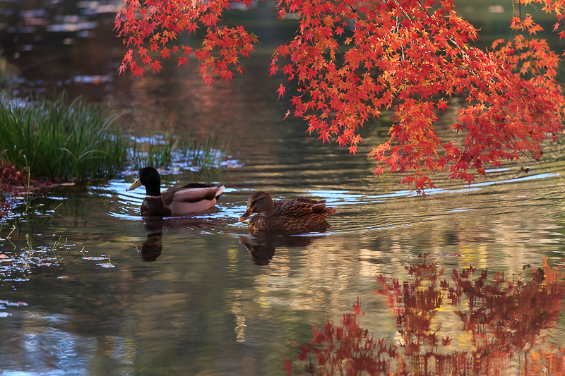 紅葉の京都府立植物園へ_f0224083_231379.jpg