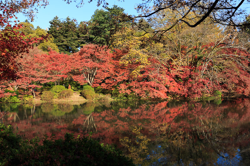 紅葉の京都府立植物園へ_f0224083_231487.jpg