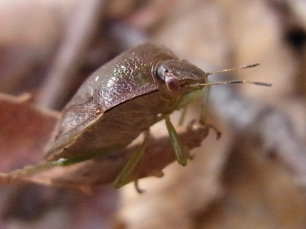 チャバネアオカメムシの茶色型 写ればおっけー コンデジで虫写真