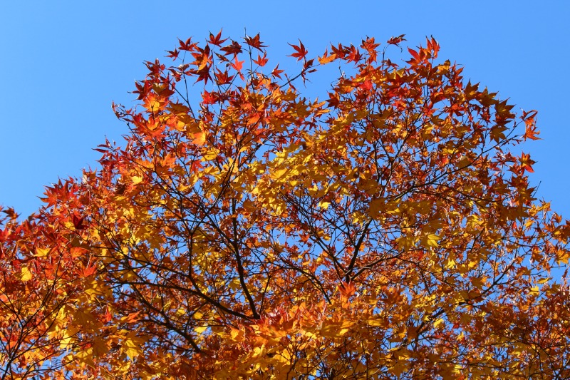 a0127090_13101111.jpg