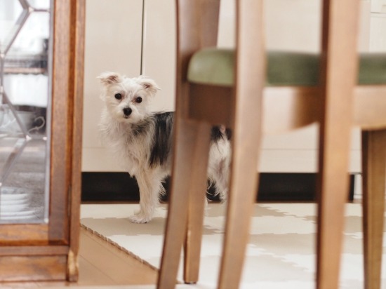 犬パンチが存在するなんて知らなかった 犬のまいにち 犬パンチが存在するなんて知らなかった 犬のまいにち