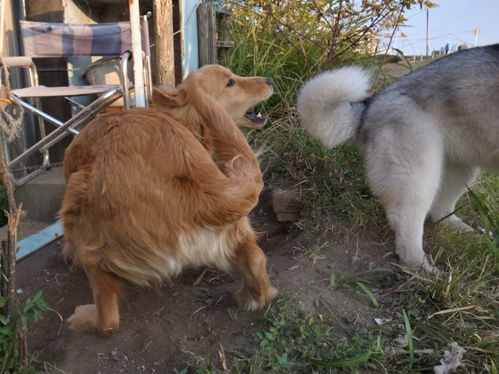 もはや恒例?_c0049299_17505151.jpg