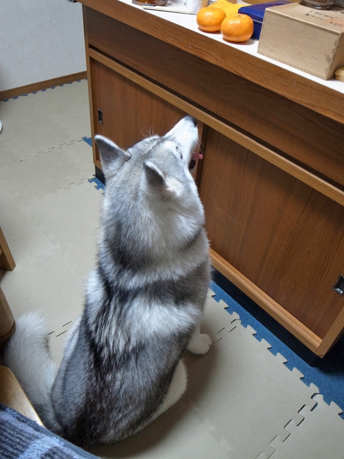 もはや恒例?_c0049299_17545536.jpg