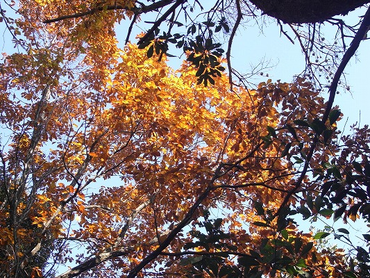 f0187402_2052434.jpg