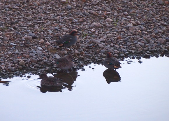 今朝も野鳥　　’13/12/08_d0048812_1174339.jpg