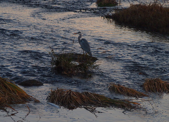 今朝も野鳥　　’13/12/08_d0048812_118651.jpg