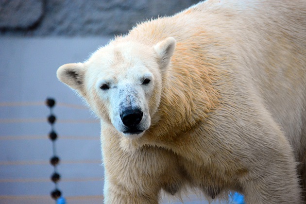 札幌・円山動物園のマルルとポロロが満一歳となる　～　ララお母さんとの2年目はありうるか？_a0151913_2021994.jpg