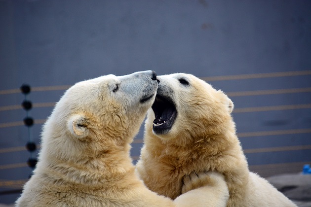 札幌・円山動物園のマルルとポロロが満一歳となる　～　ララお母さんとの2年目はありうるか？_a0151913_20233948.jpg