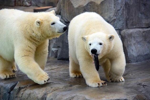 札幌・円山動物園のマルルとポロロが満一歳となる　～　ララお母さんとの2年目はありうるか？_a0151913_2027720.jpg