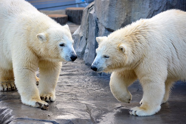 札幌・円山動物園のマルルとポロロが満一歳となる　～　ララお母さんとの2年目はありうるか？_a0151913_20333358.jpg