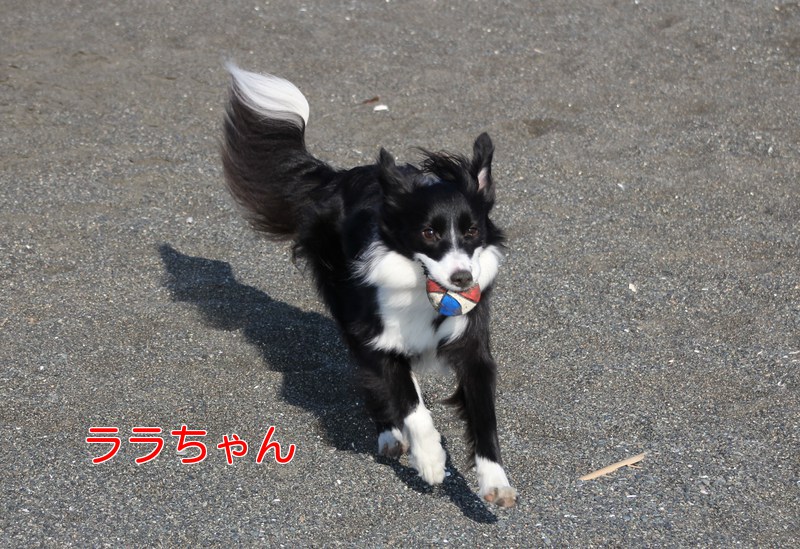 犬の家　その②_a0232619_19421828.jpg