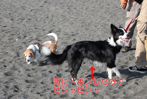 犬の家　その②_a0232619_19444091.png