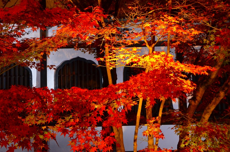 京都の紅葉-1_c0220040_23232775.jpg