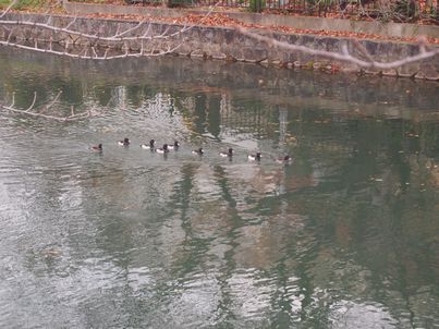 d0079440_18585228.jpg