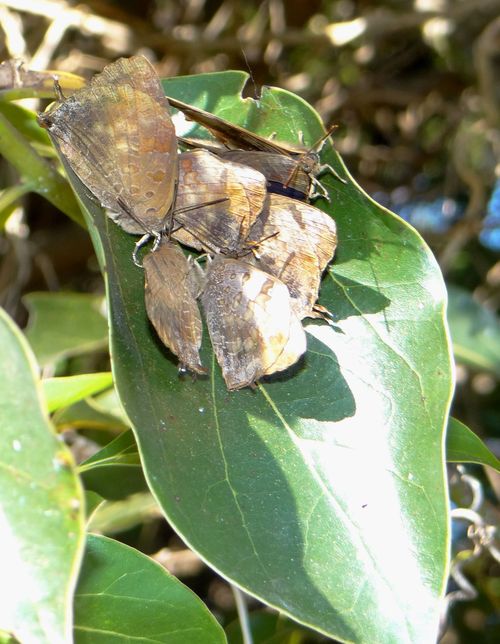 ムラサキツバメシジミ 新たな発見!!!_d0254540_1454335.jpg