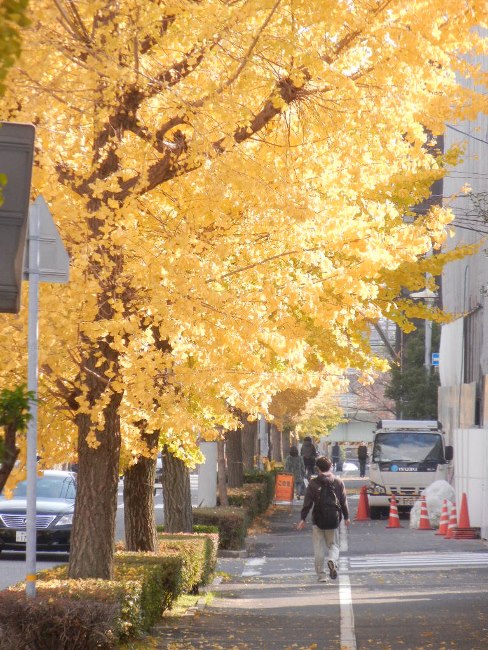 2013年12月8日（日）　銀杏並木_a0216142_14243575.jpg