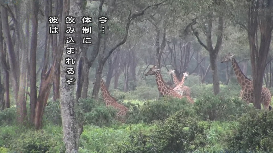 水曜どうでしょう アフリカ編 風月 Com