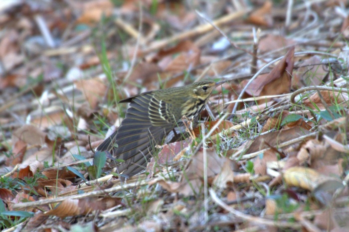 2013.12.7 新しい仲間が来てました・里山公園・カシラカ、ビンズイ、ハイタカ_c0269342_00400763.jpg