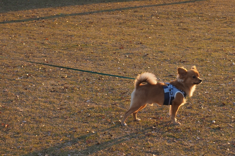 オスカーとのんびり？公園お散歩_b0123359_19505038.jpg