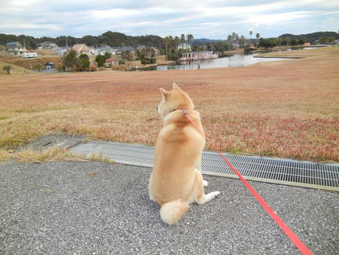 ’13,12、8(日)愛ちゃんのおブス顔!_f0060461_9534155.jpg