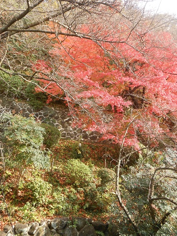 紅葉狩り＆お食事会２_a0288162_21333586.jpg