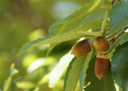 a0039366_21115556.jpg