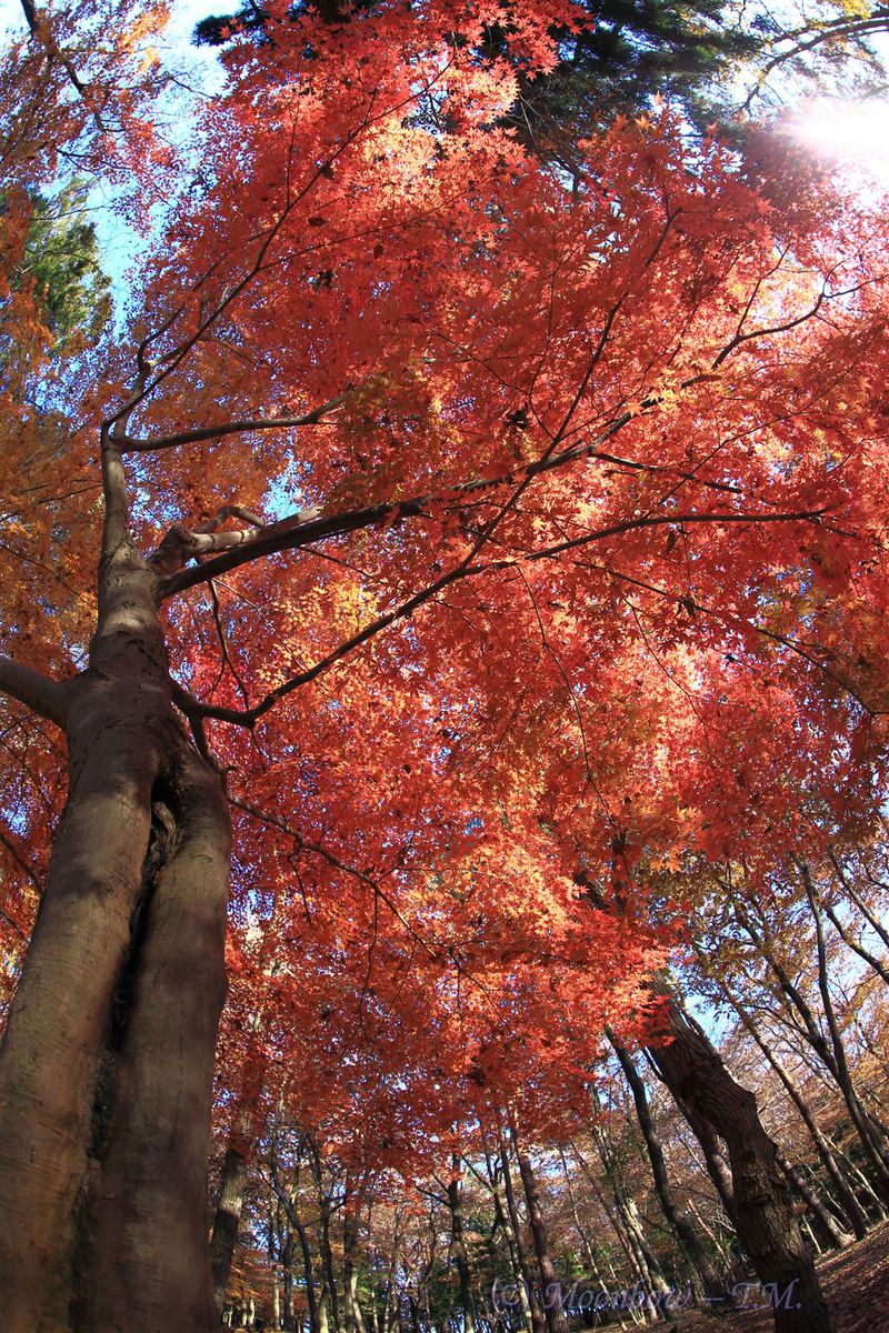 Autumn Colors 2013 Vol.10_e0197769_19412243.jpg