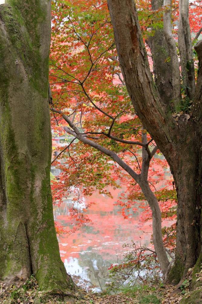 紅葉 2013 <京都府立植物園>　　　　　　　　_f0021869_20183710.jpg