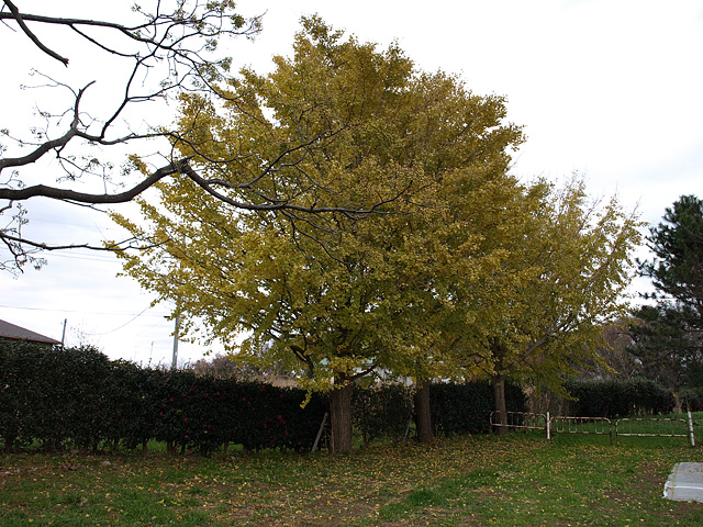 b0006870_22471675.jpg