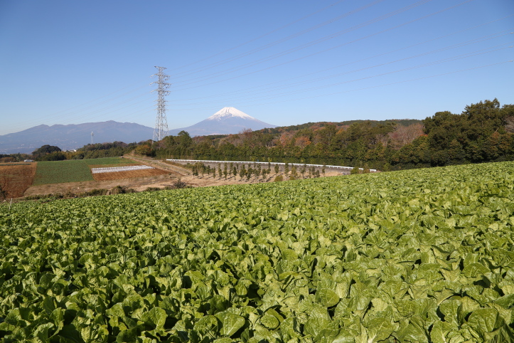 三島市　暮の風物詩　ダイコン干し　前半_e0165983_12571013.jpg