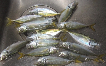 f0003283_1123764.jpg